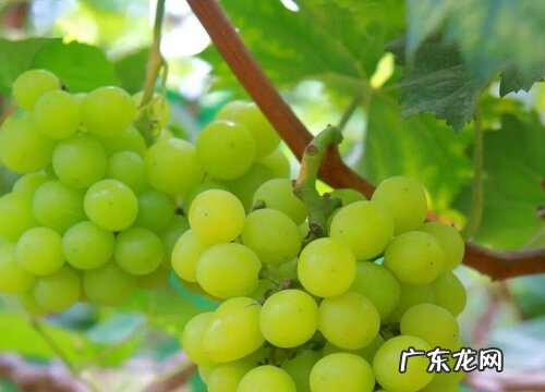 葡萄用什么肥料好