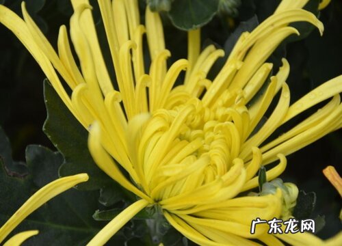 保定的市花是什么花