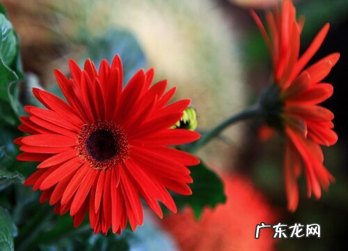 保定的市花是什么花
