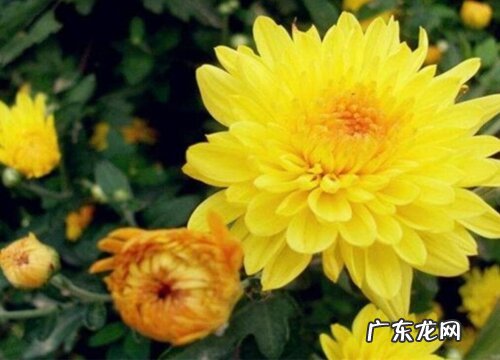 保定的市花是什么花