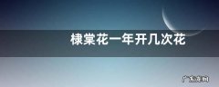 棣棠花一年开几次花