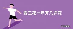 霸王花一年开几次花