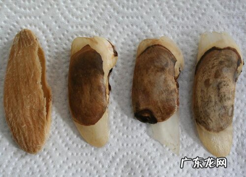 芒果发芽了可以吃吗