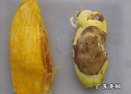 芒果发芽了可以吃吗