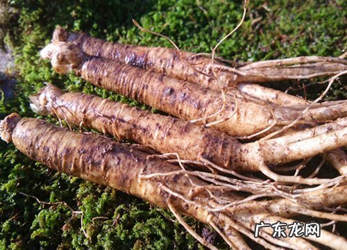 人参几月份种植合适