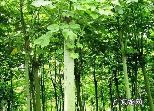 梧桐树能活多少年