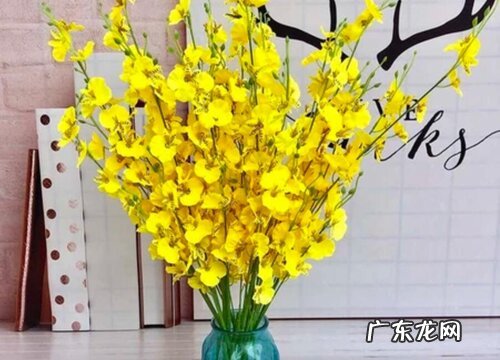 跳舞兰怎么醒花 跳舞兰鲜花醒花方法