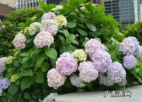 绣球花可以地栽吗