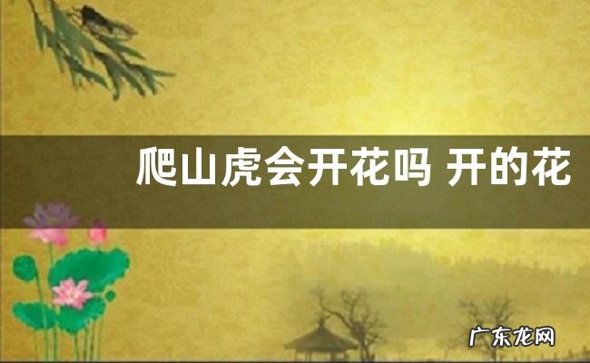 爬山虎会开花吗 开的花长什么样