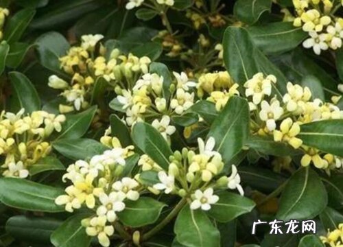 冬青怎么醒花 醒花方法与步骤