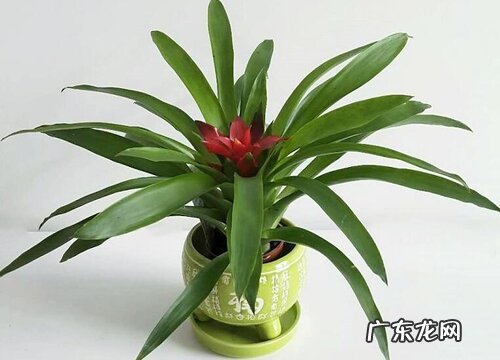 红运当头几天浇一次水 春夏秋冬各不同