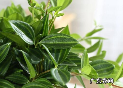 翡翠吊兰叶子发蔫原因及补救方法