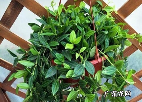 翡翠吊兰叶子发蔫原因及补救方法