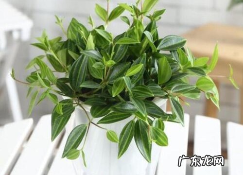 翡翠吊兰叶子发蔫原因及补救方法