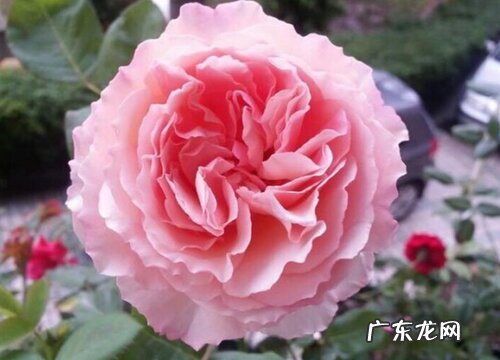 浪漫俳句月季是藤本还是灌木