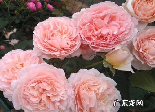 浪漫俳句月季是藤本还是灌木