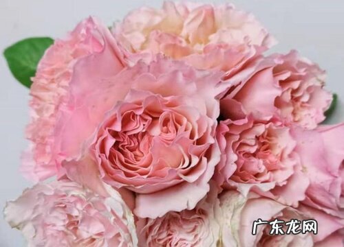 浪漫俳句月季是藤本还是灌木