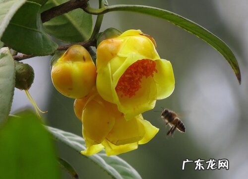 金花茶适合什么地方种植