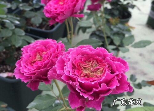 草药月季是藤本还是灌木