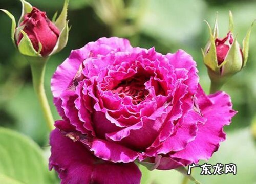 草药月季是藤本还是灌木