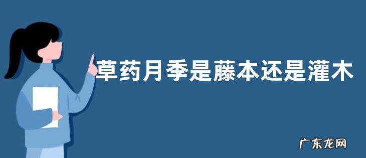 草药月季是藤本还是灌木