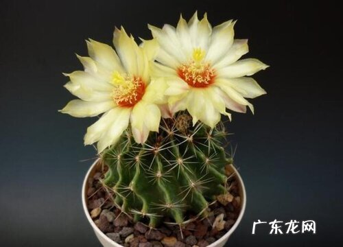 金虎仙人球会开花吗