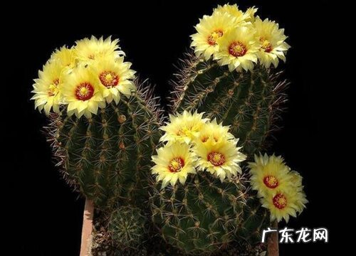金虎仙人球会开花吗