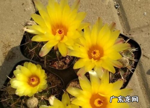 金虎仙人球会开花吗
