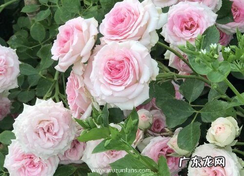 小伊甸园是藤本还是灌木