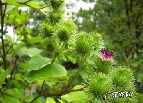 牛蒡是什么植物类别