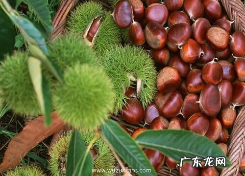 马栗是什么植物类别