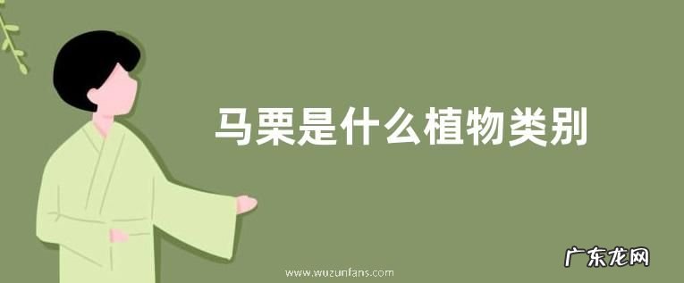 马栗是什么植物类别