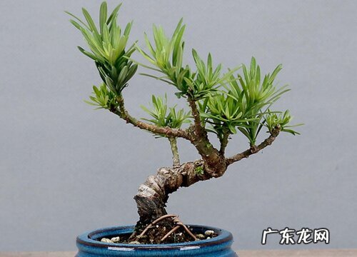 罗汉松多久服盆