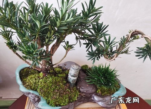 罗汉松多久服盆