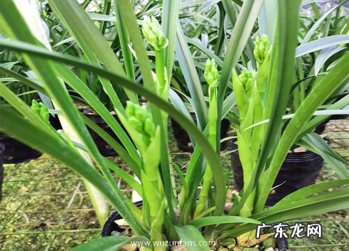 兰花什么品种最好