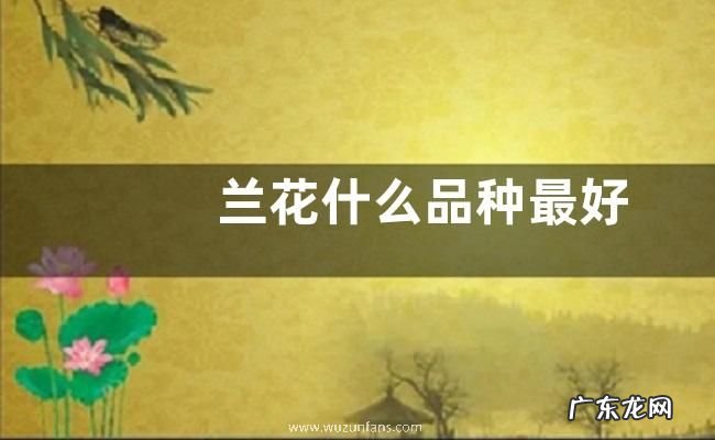 兰花什么品种最好