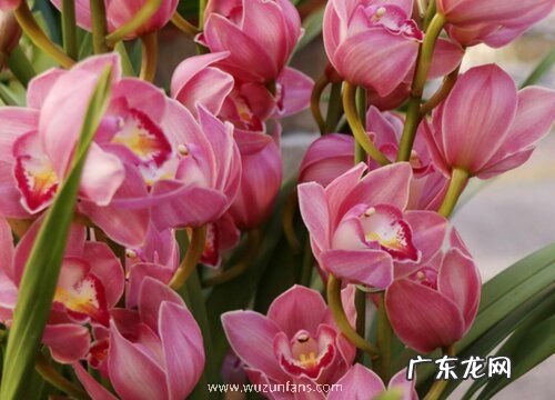 兰花什么品种最好