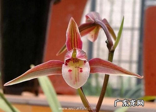 兰花什么品种最好