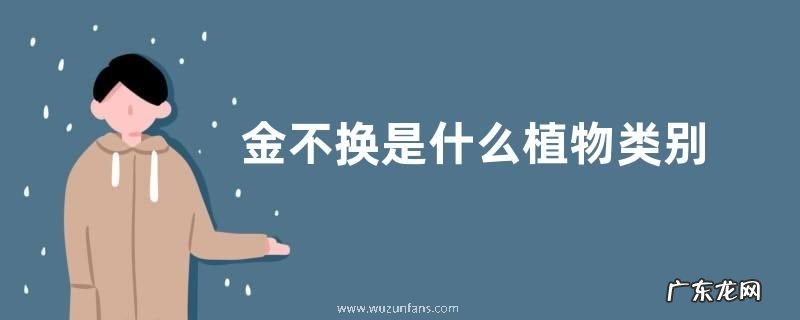 金不换是什么植物类别