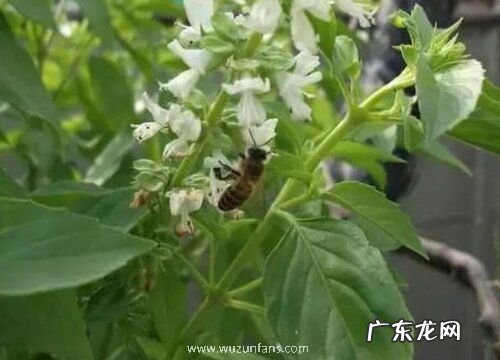 金不换是什么植物类别