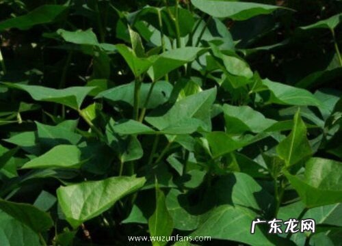 金不换是什么植物类别