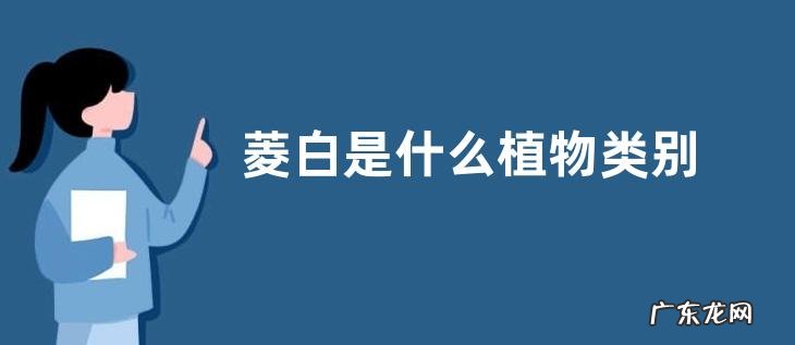 菱白是什么植物类别