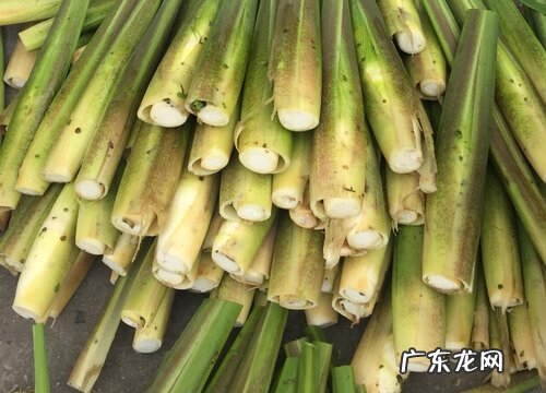 菱白是什么植物类别