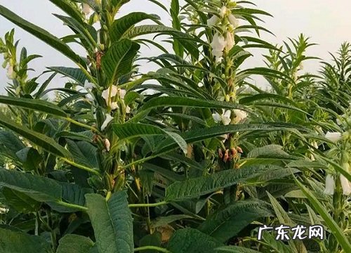 麻油叶是什么植物类别