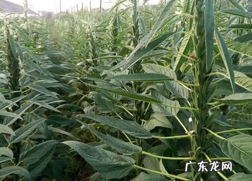 麻油叶是什么植物类别