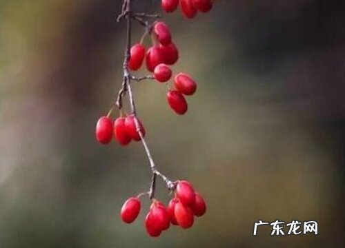 越椒是什么植物类别