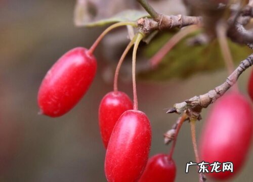 越椒是什么植物类别