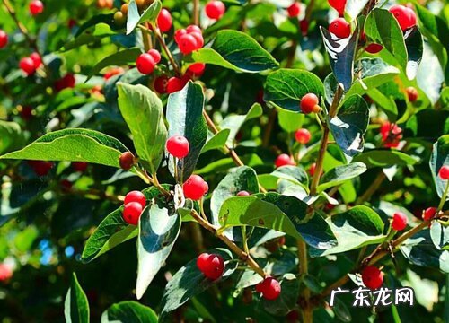 越椒是什么植物类别