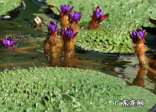 鸡头米是什么植物类别