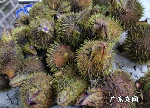 鸡头米是什么植物类别